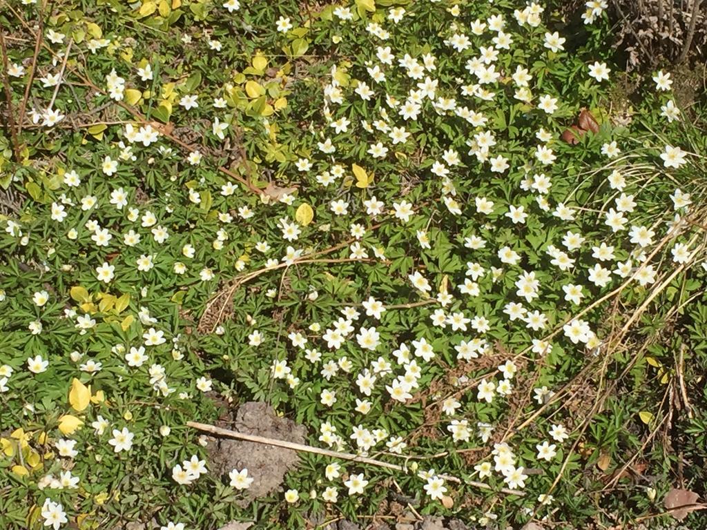 Borgdala Stugor Ödkarby 外观 照片